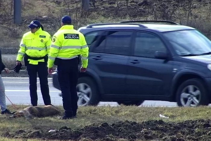 Ilustračný obrázok k článku Smutné okamihy na zvolenskom sídlisku: Zrazeného psa ratovali aj mestskí policajti