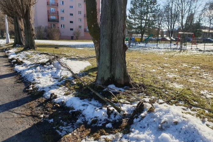 Ilustračný obrázok k článku Chodcov na Štefánikovej ohrozujú konáre stromov: Radnica chystá riešenie