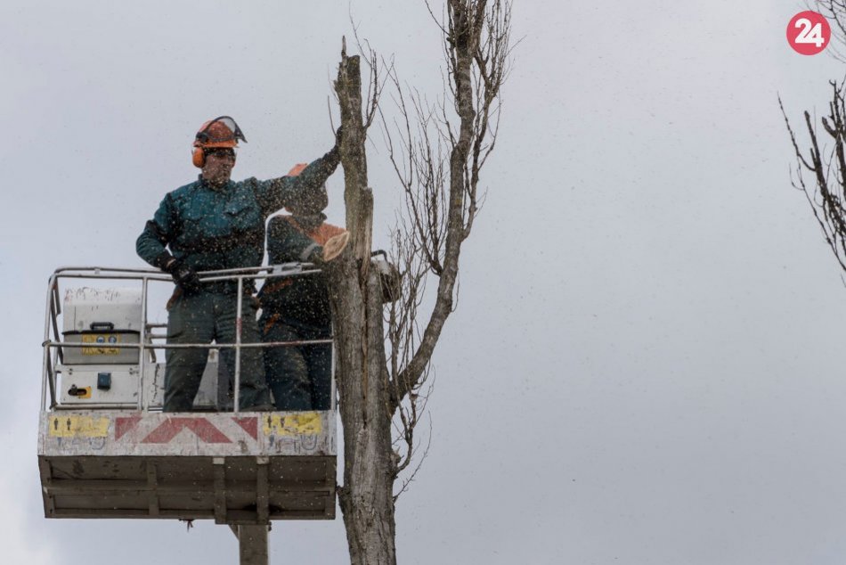 Ilustračný obrázok k článku Zmena na ružomberskom cintoríne: Tieto stromy tam už nenájdete! FOTO a VIDEO