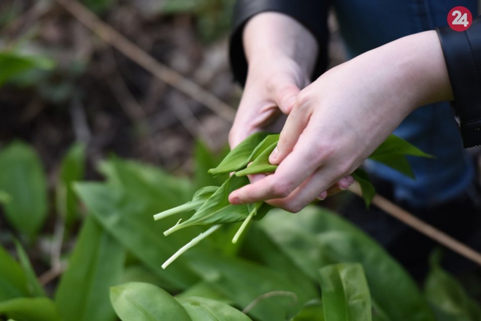 Ilustračný obrázok k článku Vyhnúť sa chráneným územiam pri zbere rastlín môže pomôcť špeciálna mapa