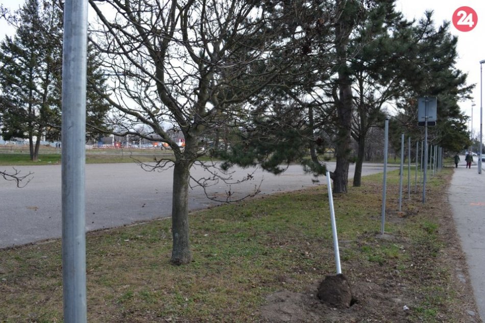 Ilustračný obrázok k článku Na bývalom parkovisku rastie plot: Ľudia sa mali ozvať pred rokmi, tvrdí mesto