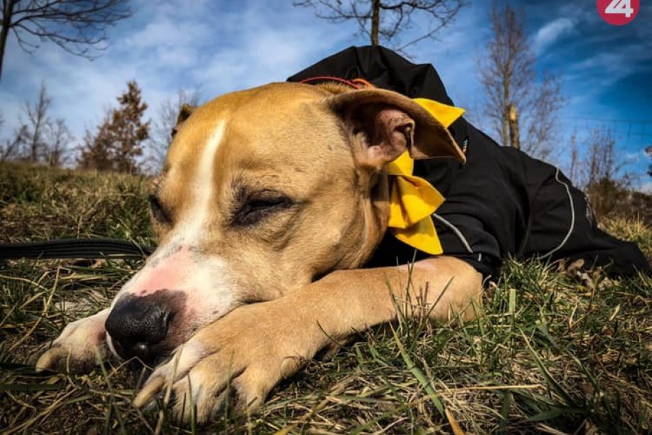 Ilustračný obrázok k článku Žltá stužka: Potrebujem priestor, nie som agresívny