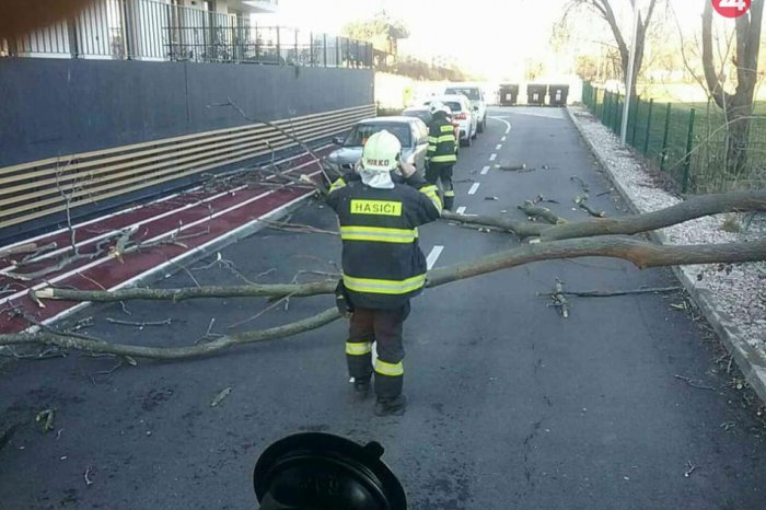 Ilustračný obrázok k článku Popadané stromy či konáre môžu samosprávam nahlasovať aj obyvatelia