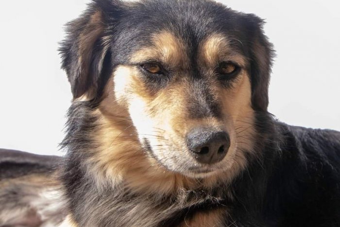 Ilustračný obrázok k článku Veselá päťka je tu: Šalianski útulkáči hľadajú nový domov, FOTO