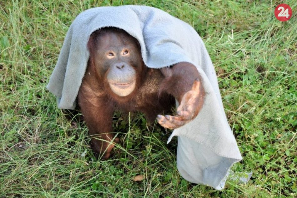 Ilustračný obrázok k článku Slovenské zoo sú v pohotovosti: Ak sa nakazia opice, čo potom?