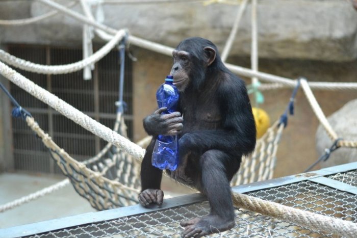 Ilustračný obrázok k článku ZOO zatvorila pre návštevníkov jeden z pavilónov: Toto je dôvod!