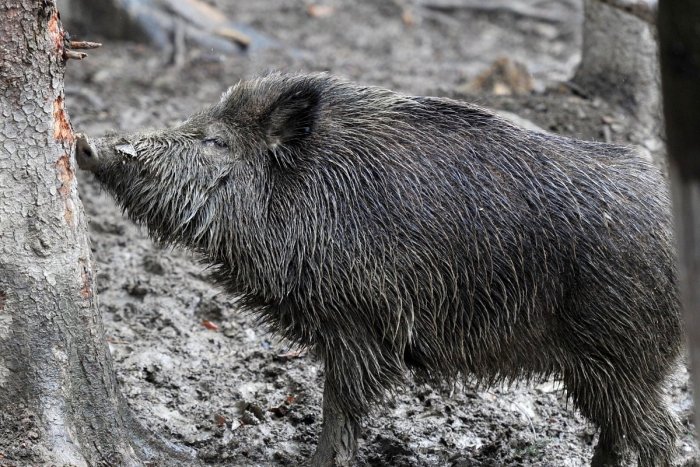 Ilustračný obrázok k článku Diviak vydesil ženu na mieste, kde by ho nik nečakal. Polícia musela rázne zasiahnuť