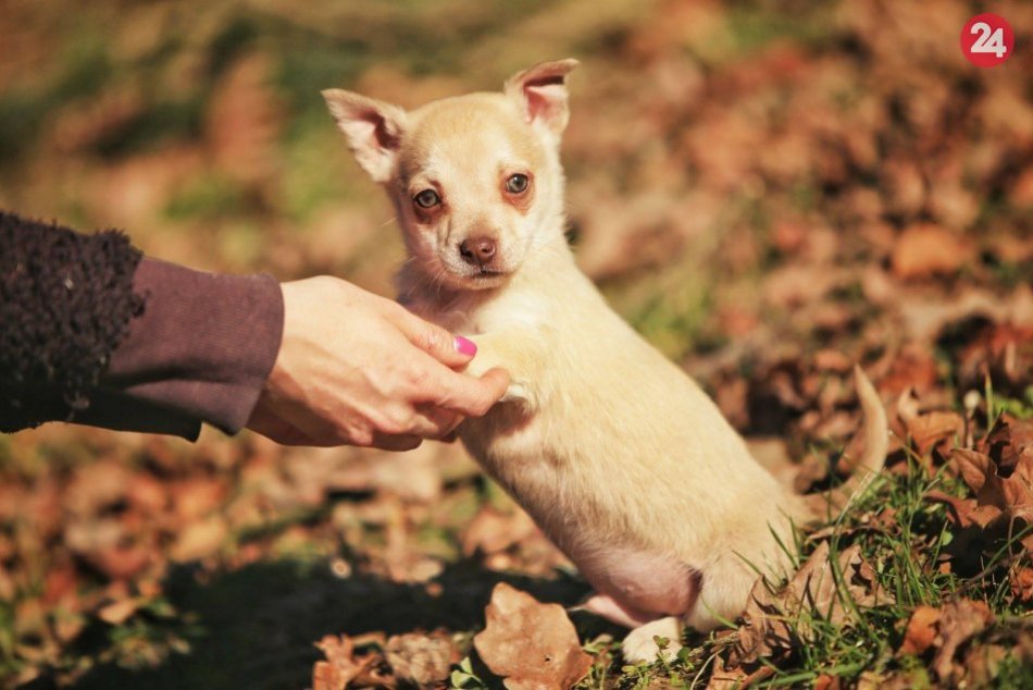 Ilustračný obrázok k článku Šteniatka z osady hľadajú nový domov: Modrooký Samko vás dostane, FOTO