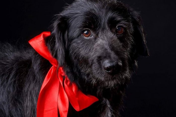 Ilustračný obrázok k článku Psí kandidáti a nový domov: TOP 5 chlpáčov, ktorí hľadajú pána, FOTO