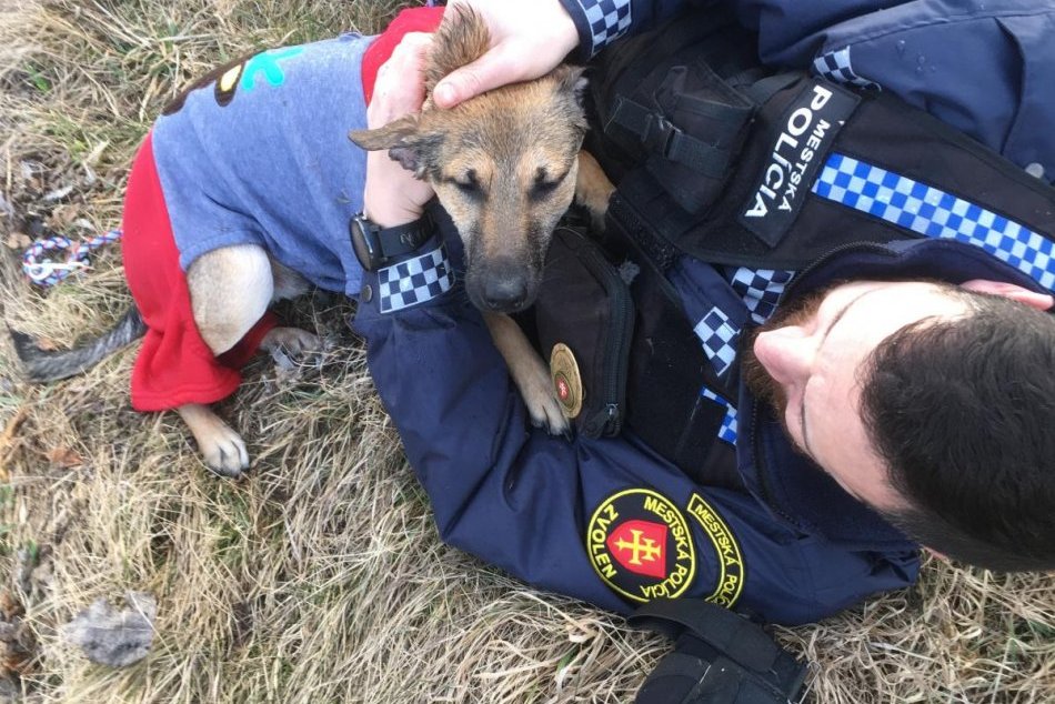 Ilustračný obrázok k článku Nezvyčajná záchranná akcia zvolenských mestskáčov: Psík uviazol v koryte Hrona, FOTO