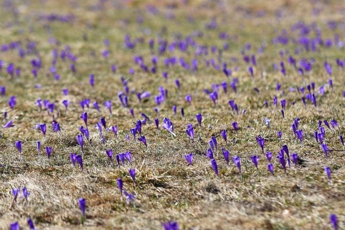 Ilustračný obrázok k článku SVET O SLOVENSKU: Potešte sa krásou jari v čase paniky z koronavírusu