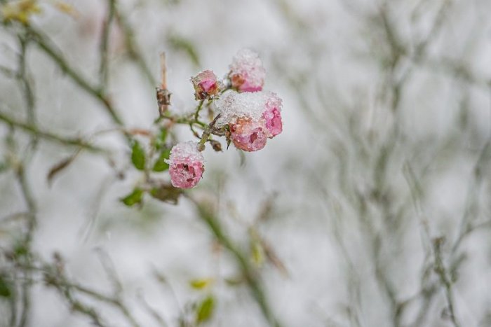 Ilustračný obrázok k článku Zime sa odísť nechce a vracia sa späť, niekde môže aj snežiť