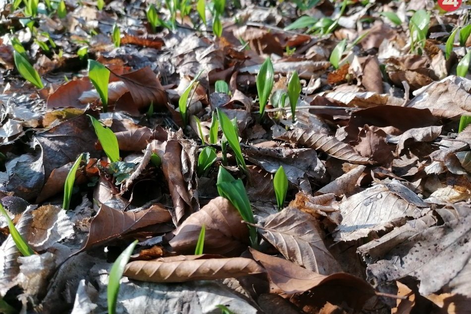 Ilustračný obrázok k článku Príroda sa prebúdza a koronavírus jej neubližuje - rastie už medvedí cesnak, FOTO