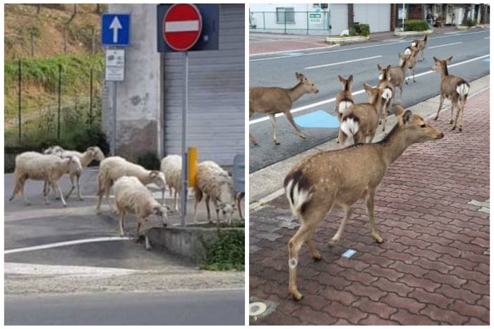 Ilustračný obrázok k článku Na území ľudí: Divé zvieratá obsadili mestá v karanténe, FOTO