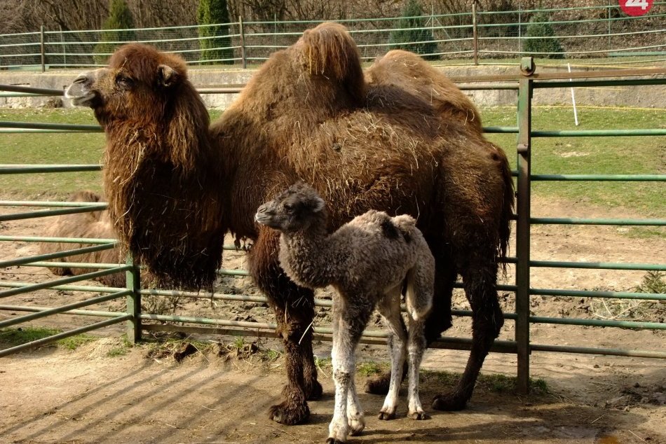 Ilustračný obrázok k článku V košickej zoo sa narodilo rozkošné mláďa ťavy dvojhrbej, FOTO