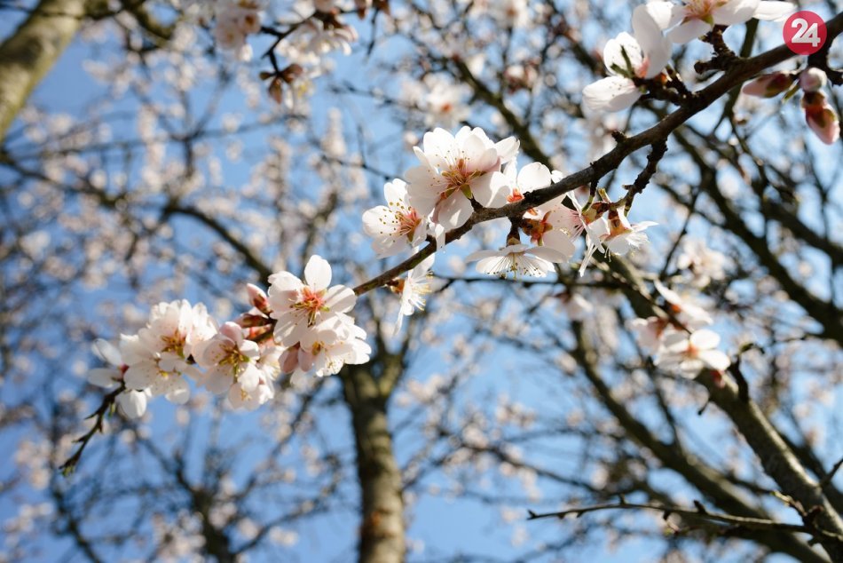 Ilustračný obrázok k článku Príroda si pandémiu nevšíma: Riadi sa podľa svojich zákonov, FOTO