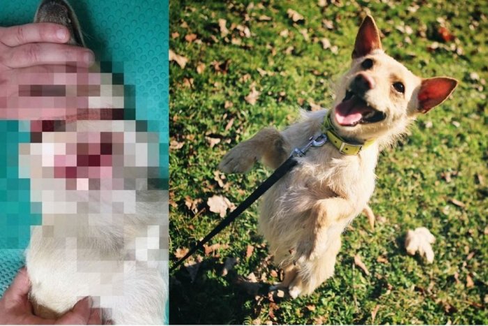 Ilustračný obrázok k článku Vendulku doniesli do útulku zranenú: Keď uvidíte, čo mala okolo krku, nebudete chápať