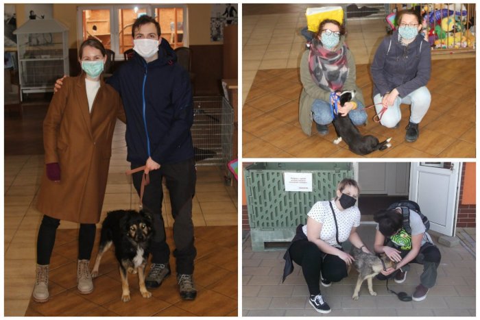 Ilustračný obrázok k článku Útulky sa plnia bez ohľadu na pandémiu. Adoptujte si psíka, teraz je ideálny čas!