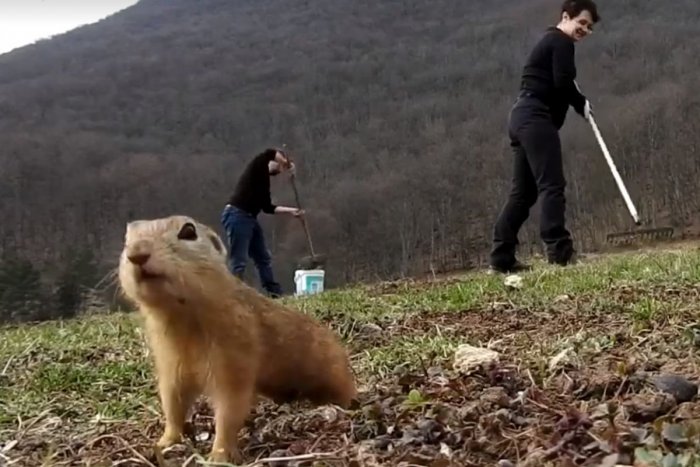 Ilustračný obrázok k článku Malý zvedavec išiel rovno pred kameru: Pri jarnej brigáde asistoval syseľ, VIDEO