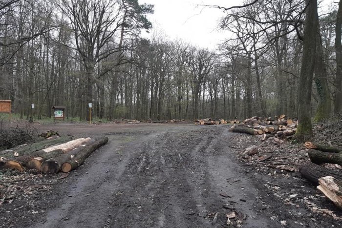 Ilustračný obrázok k článku Ťažba na Devínskej Kobyle. Lesníkov nezastavil ani vírus