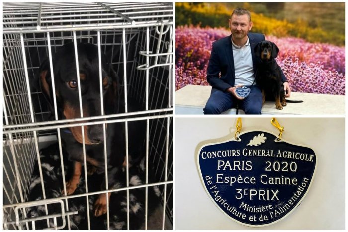 Ilustračný obrázok k článku SVET O SLOVENSKU: Najkrajší francúzsky pes je slovenský kopov!