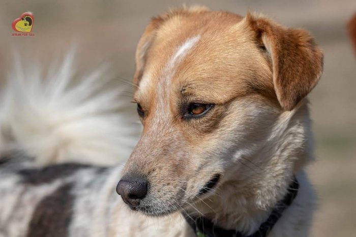 Ilustračný obrázok k článku Šalianski chlpáči sú tu: Neváhajte a príďte si pre nového kamaráta, FOTO