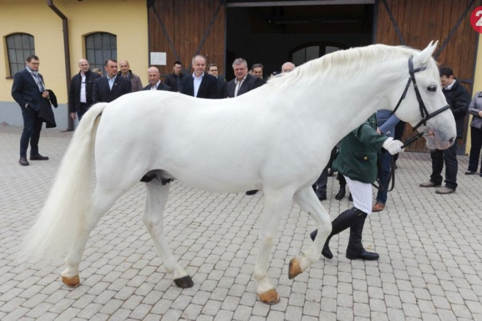 Ilustračný obrázok k článku Národný žrebčín funguje v omedzenom režime: Očakávajú prírastok 70 žriebät