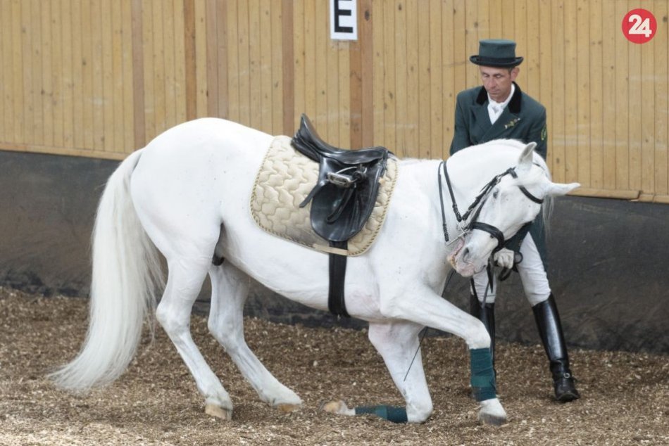 Ilustračný obrázok k článku Národný žrebčín oslávi storočnicu: Podarí sa zápis lipicanov do zoznamu UNESCO?