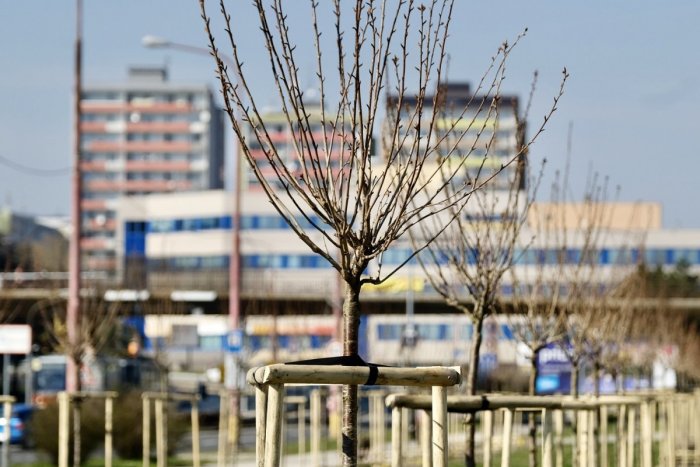 Ilustračný obrázok k článku Trocha radosti v ťažých časoch. V Bratislave pribudli sakurové aleje