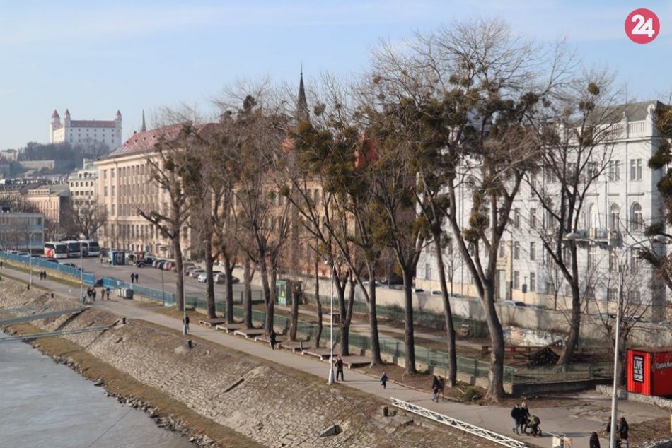 Ilustračný obrázok k článku TÁTO "pliaga" dusí množstvo stromov: V Starom Meste s ňou parádne zatočili!