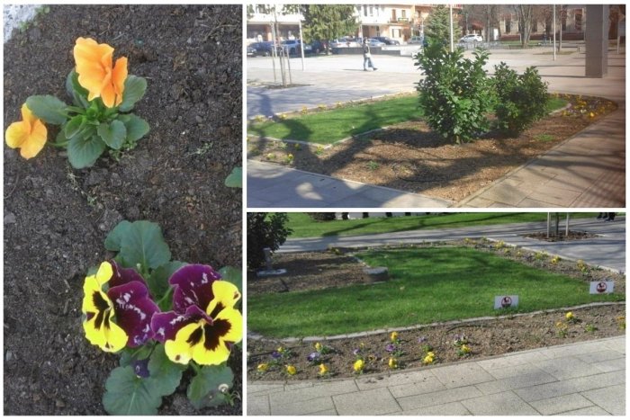Ilustračný obrázok k článku Do šalianskych ulíc vstúpila jar: Radnica vynovila pestrofarebné záhony, FOTO