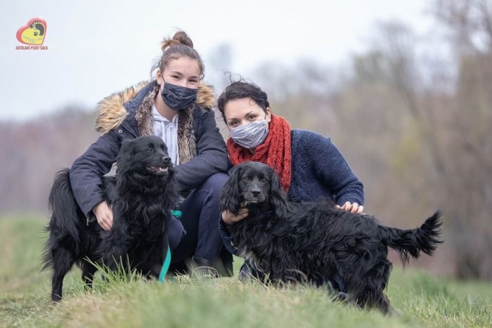 Ilustračný obrázok k článku Útulok pracuje v krízovom režime: Takto si vyzdvihnete svojho vysnívaného psíka