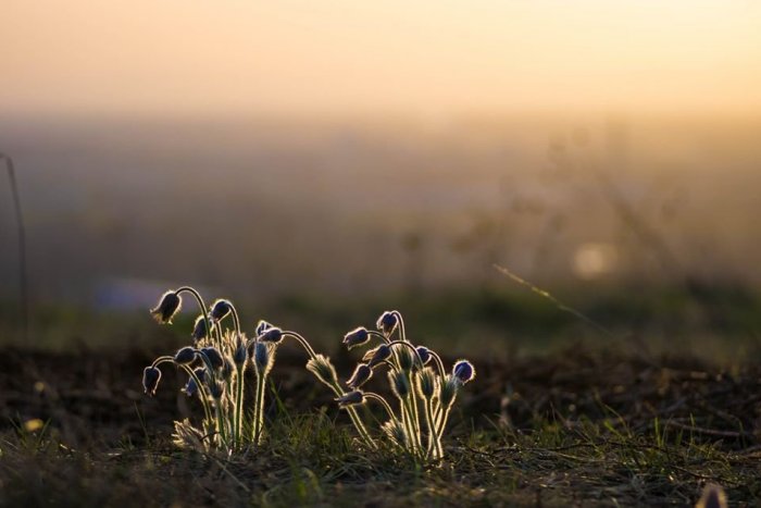 Ilustračný obrázok k článku Poniklecová lúčka pri Hlohovci ožíva v pôvodnej kráse vďaka ochranárom a kozám, GALÉRIA