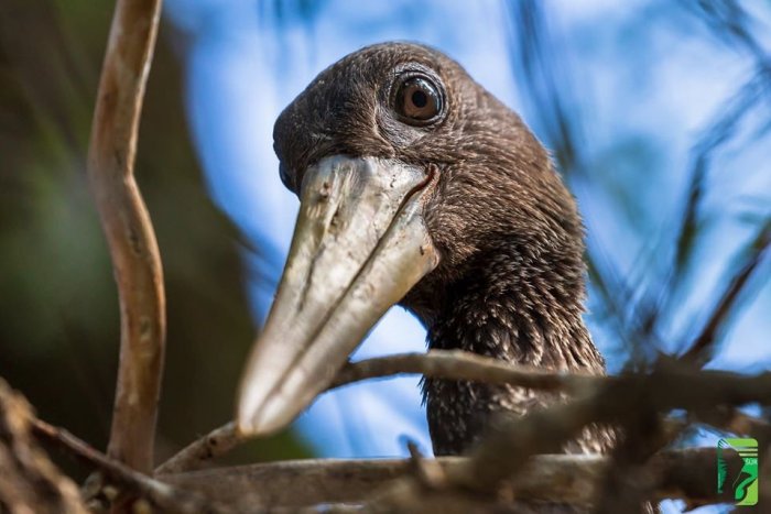 Ilustračný obrázok k článku Ťažba hlava nehlava? Les rúbu priamo na mieste hniezdenia bocianov čiernych