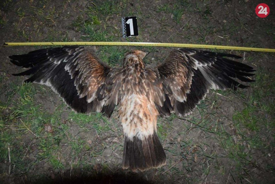 Ilustračný obrázok k článku Ohavný čin: Otrávený orol kráľovský aj poľovná zver! FOTO