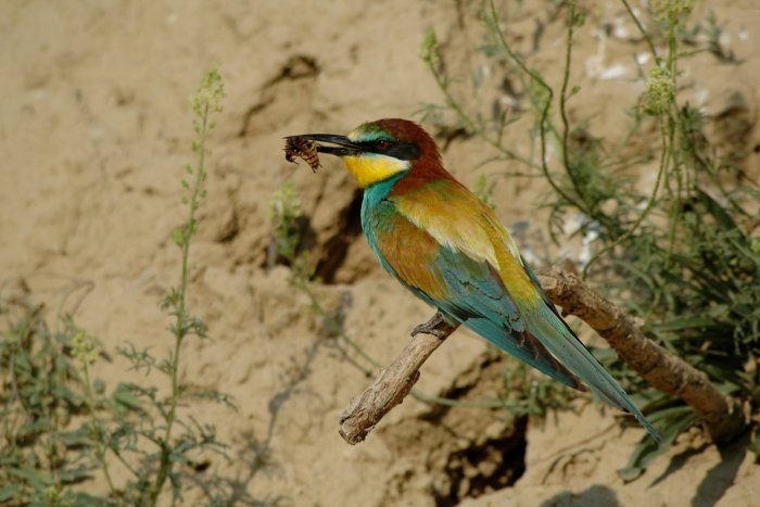 Ilustračný obrázok k článku Do Petržalky sa môžu vrátiť vzácne vtáčiky. Ochranári im pripravujú podmienky