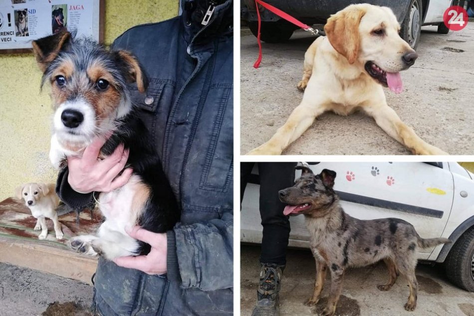 Ilustračný obrázok k článku V karanténnej stanici bijú na poplach: Psíkov pribúda, ako môžete pomôcť?