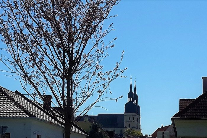 Ilustračný obrázok k článku V Trnave pribudlo ďalších 15 japonských čerešní. Viac jarnej výsadby nebude