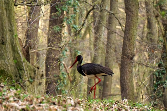 Ilustračný obrázok k článku Práca ochranárov sa vyplatila. Bratislavský lesopark je plný zveri