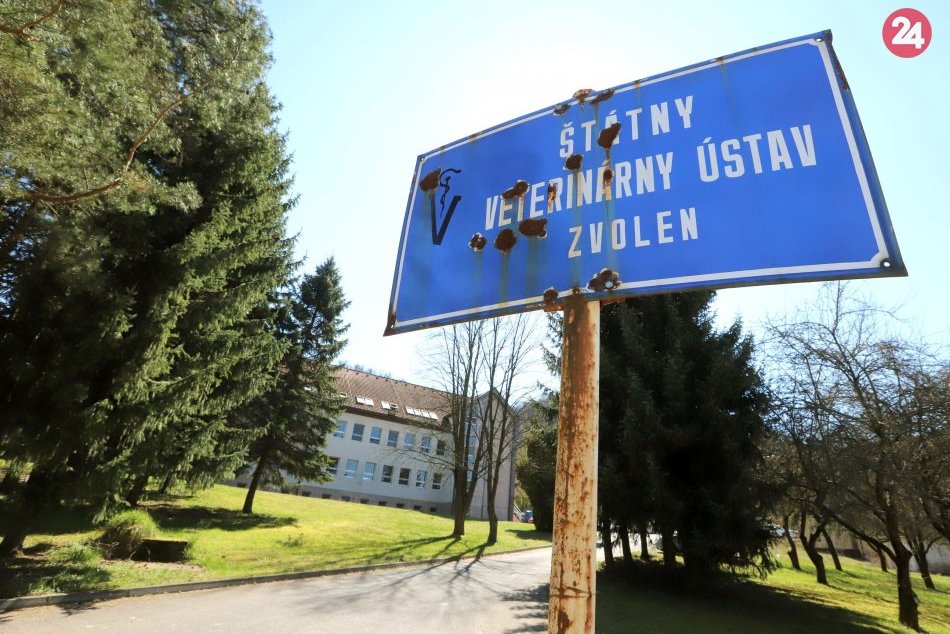 Ilustračný obrázok k článku Koronavírus: Testovať budú aj veterinári vo Zvolene. Koľko vzoriek denne?