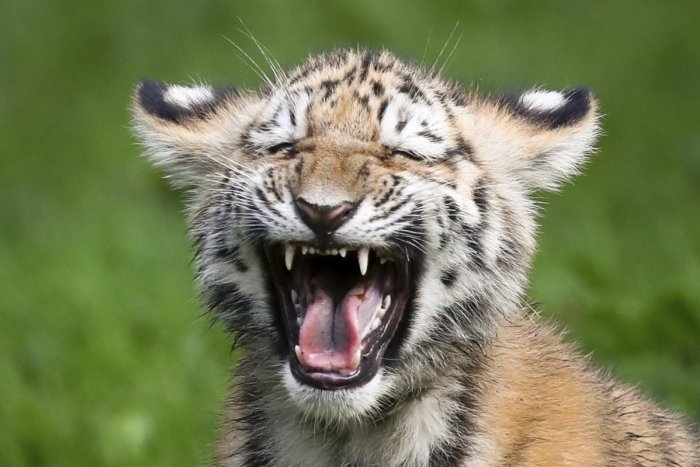 Ilustračný obrázok k článku KURIOZITA DŇA: Novonarodené mláďa bengálskeho tigra dostalo meno Covid