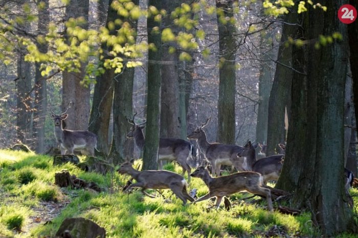 Ilustračný obrázok k článku Veľkonočná prechádzka v prírode môže byť podľa pravidiel. Kam sa vybrať?