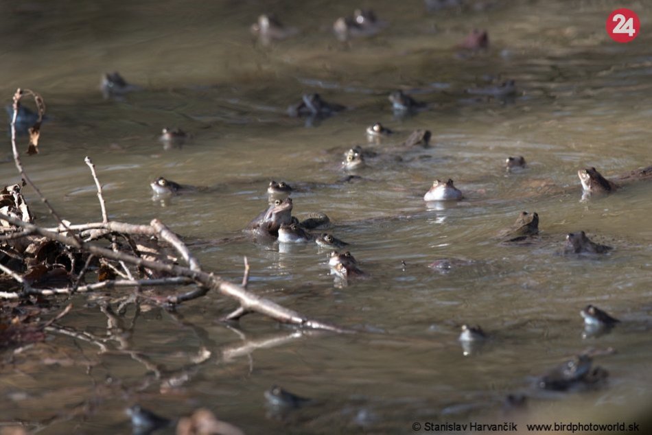Ilustračný obrázok k článku Ochranárom sa naskytol nevídaný pohľad: V malom jazierku bolo vyše 500 skokanov