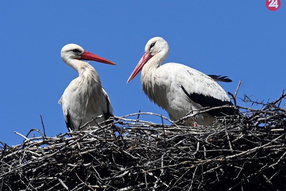 Ilustračný obrázok k článku Bociany sa tento rok poponáhľali: Prvé operence už zapĺňajú aj hniezda v Nitrianskom kraji