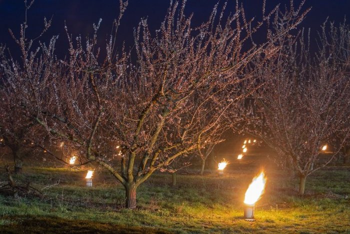 Ilustračný obrázok k článku Aprílový výkyv počasia: Opäť udrú mrazy, ktoré môžu poškodiť úrodu + VÝSTRAHY