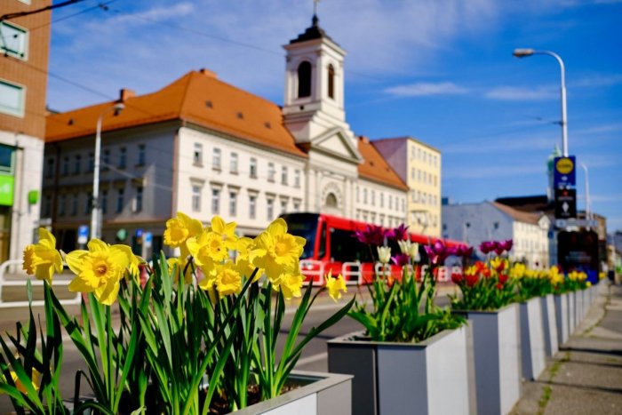 Ilustračný obrázok k článku Jar v Bratislave: Krásavica na Dunaji nádherne zakvitla