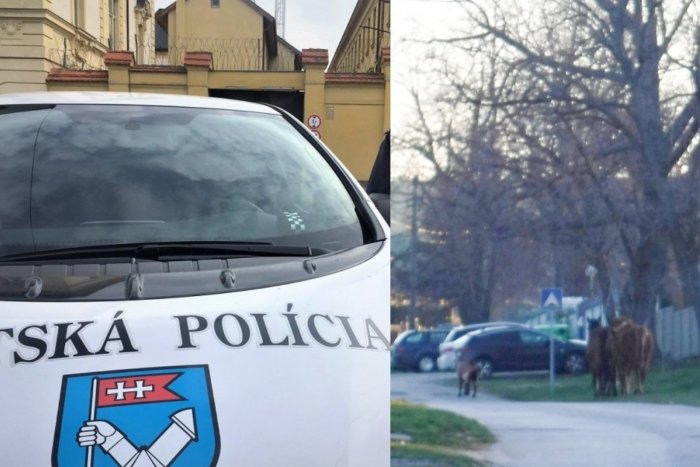 Ilustračný obrázok k článku Netradičná partička: Na prechádzku ulicami sa vybrali tri kone a jeden cap