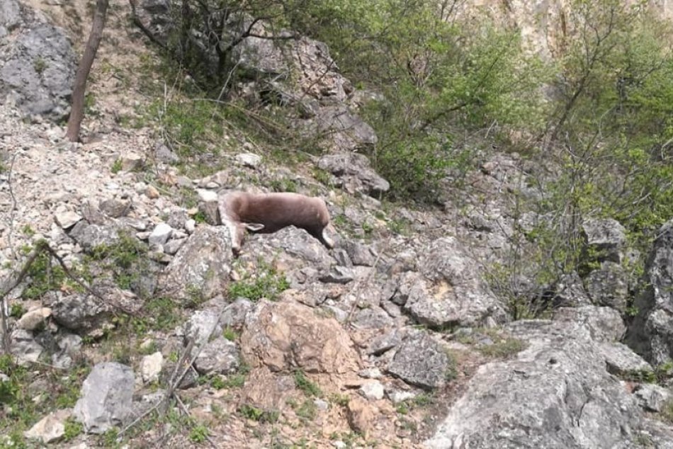 Ilustračný obrázok k článku Otrasné zábery: Po naháňačke so psami skočili srny dole zo skaly