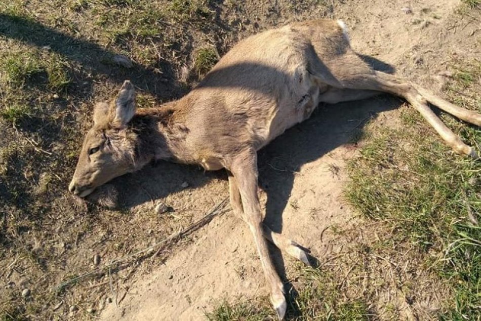 Ilustračný obrázok k článku Aby v tom psičkári mali jasno: Ak váš chlpáč usmrtí zviera, obrovská pokuta vás neminie!