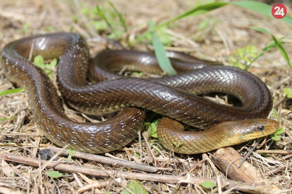 Ilustračný obrázok k článku FOTO: Pri pohľade na hada mnohí panikária. Je sa v našich končinách čoho báť?